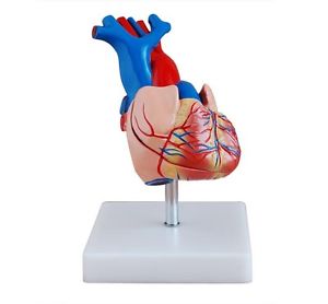 HEART DISSECTING MODEL JUMBO
