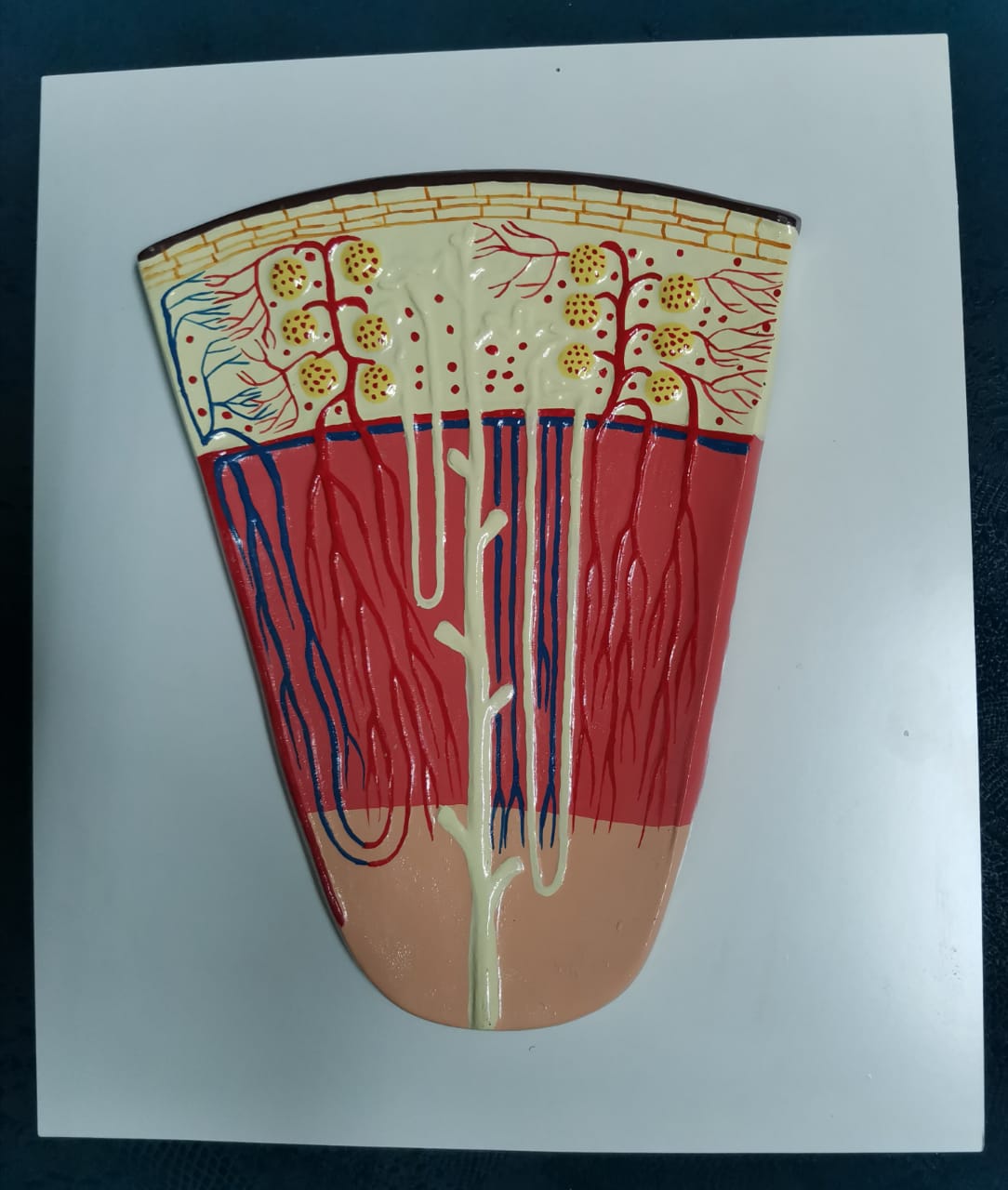 Nephron Model