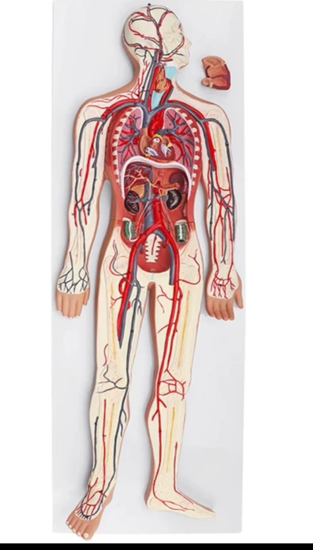 Blood Circulatory System Advanced Model