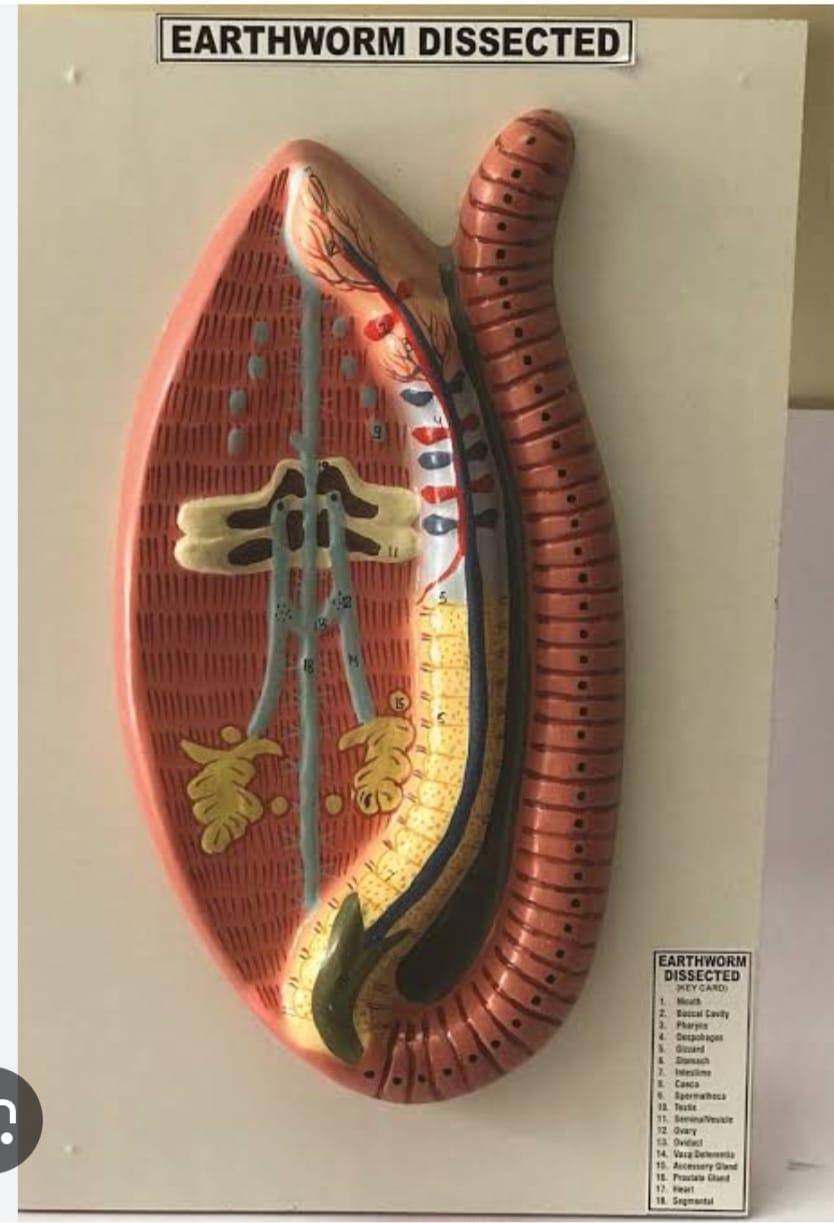 EARTH WORM MODEL ON BOARD