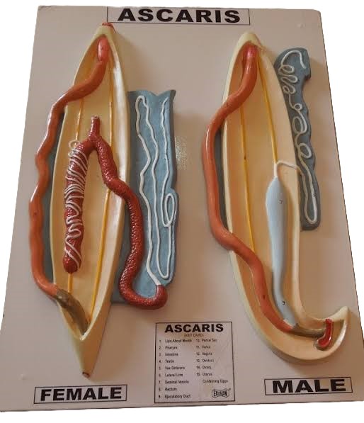 Ascaris Male and Female Model