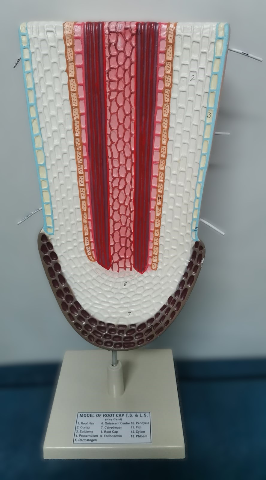 DICOT ROOT MODEL 3 D