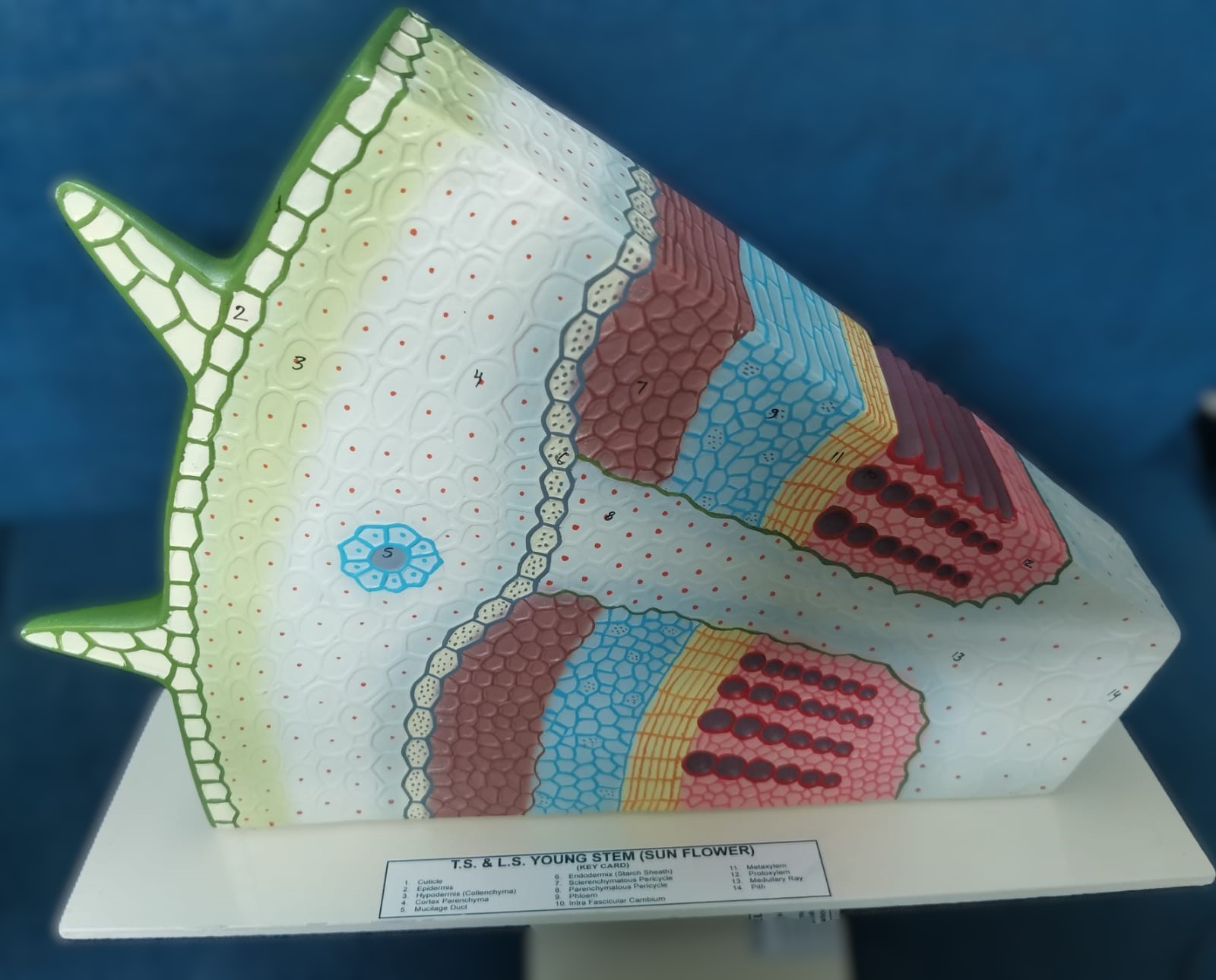 STEM DIOCOT STRUCTURE MODEL  3D