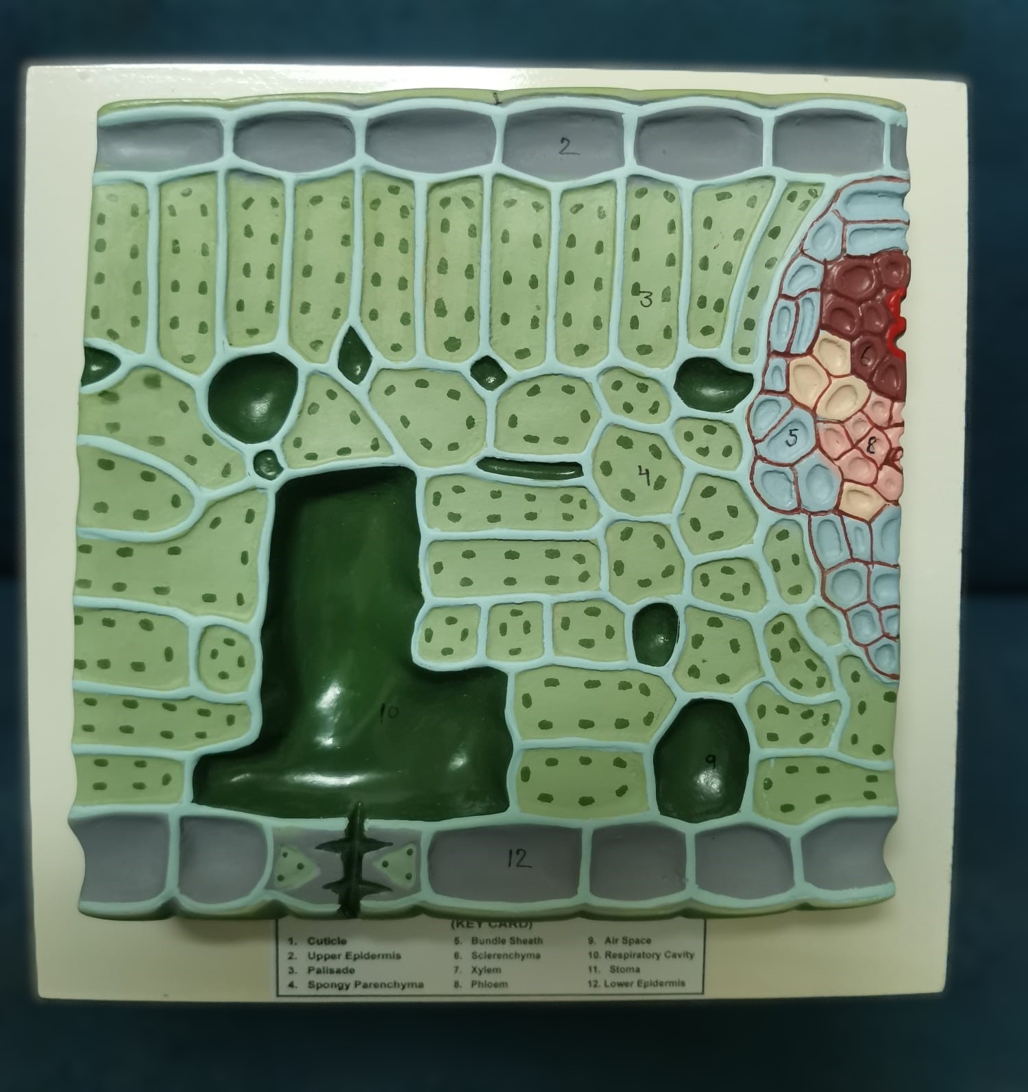 LEAF STRUCTURE MODEL 3D