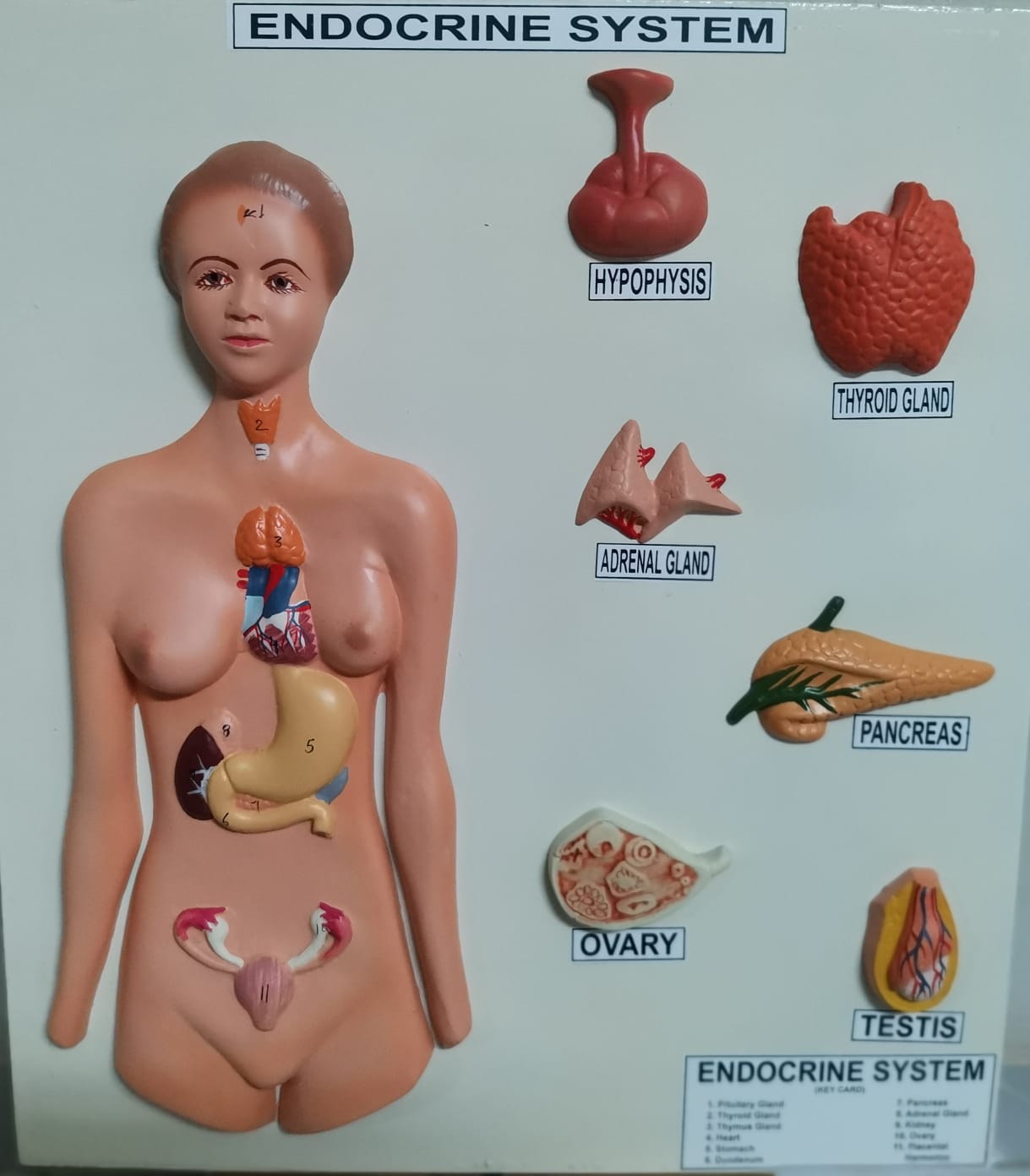 Endochrine system  model