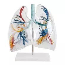 LUNG Segments