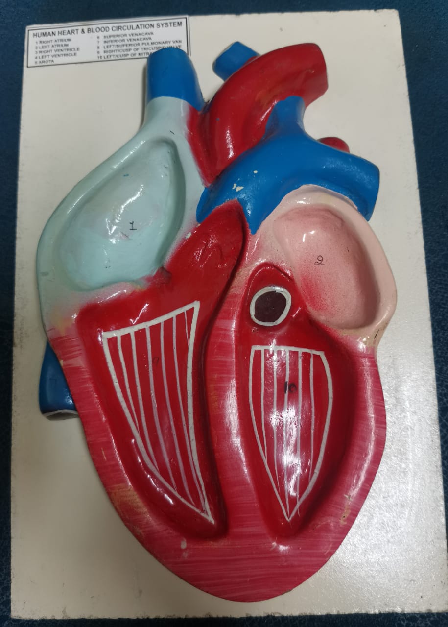 BLOOD CIRCULATION INSIDE HEART MODEL FOR HUMAN