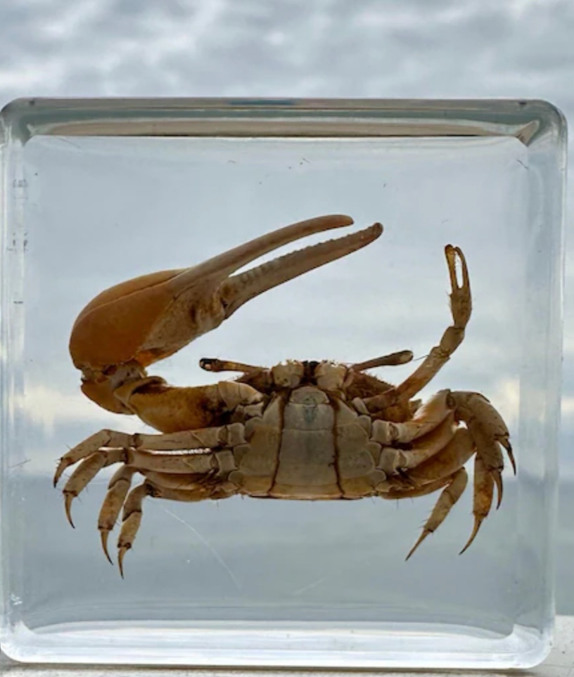 Crab Spicemen in Aclyric